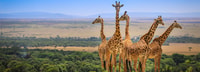 Groupe de 3 jours se joignant au safari à Masai Mara Utilisation d'un 4 x 4 - Hizvo