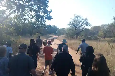 Johannesburg: Guided Walk with Lions in the African Bush