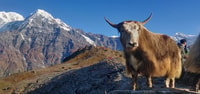 Pokhara, Trek Mardi Himal de 5 días - Hizvo