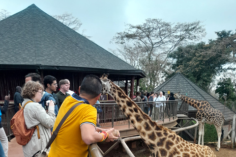 Nairobi tour to Giraffe center, Sheldrick &amp; Kobe beads