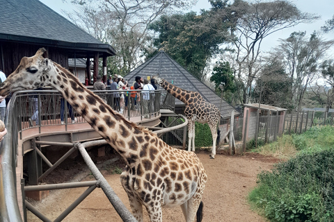 Nairobi tour to Giraffe center, Sheldrick &amp; Kobe beads