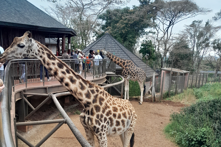 Nairobi tour to Giraffe center, Sheldrick &amp; Kobe beads