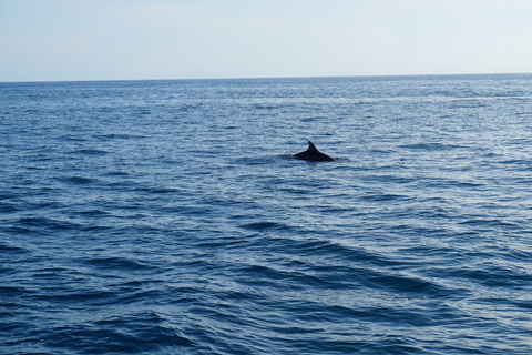 Poreč: Dolphin Spotting Cruise with Included Drinks