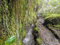 Caldeirão Verde Levada, Roundtrip Transfer & Hike - Housity