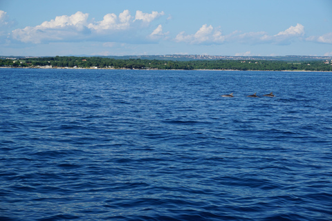 Poreč: Dolphin Spotting Cruise with Included Drinks