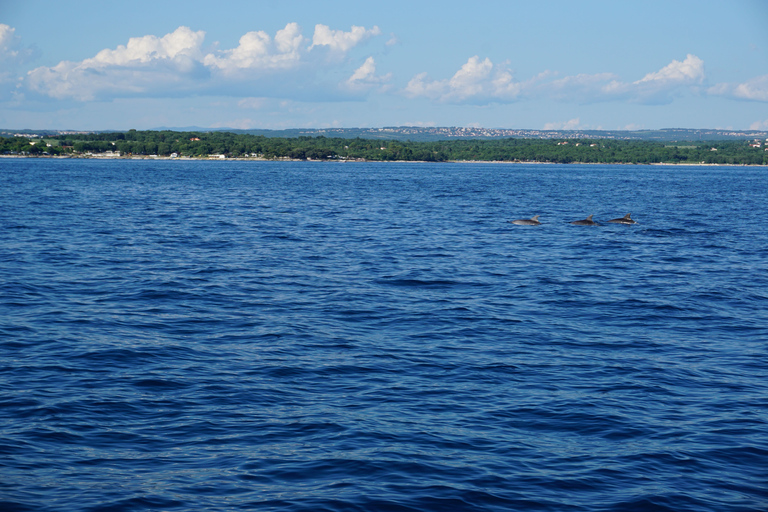 Poreč: Dolphin Spotting Cruise with Included Drinks