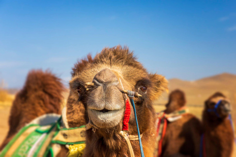 Agadir: Camel Ride With Tea & BBQ Dinner Option Camel Ride and Dinner