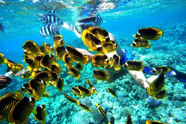 Excursion de plongée en apnée sur l'île d'Utopia à partir d'Hurghada