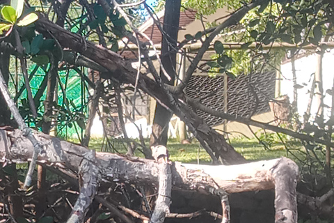 Rio de Janeiro: Cariocando na Floresta da Tijuca