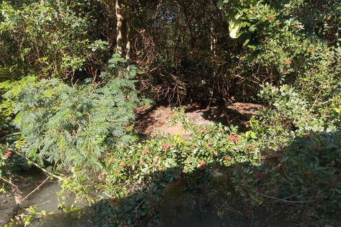 Río de Janeiro: Cariocando na Floresta da Tijuca