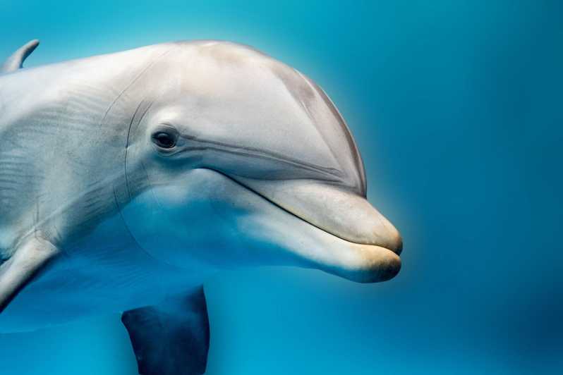 Hurghada: Dolphin Watching Boat Tour with Snorkeling & Lunch