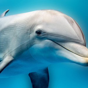 Hurghada: Watching Dolphin Boat Tour with Snorkeling & Lunch