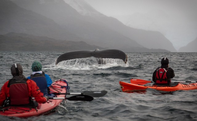 Visit Kayaking Trip Whales and Wildlife in Punta Arenas, Chile