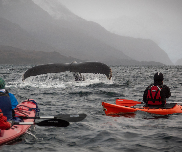 Kayaking Trip: Whales and Wildlife