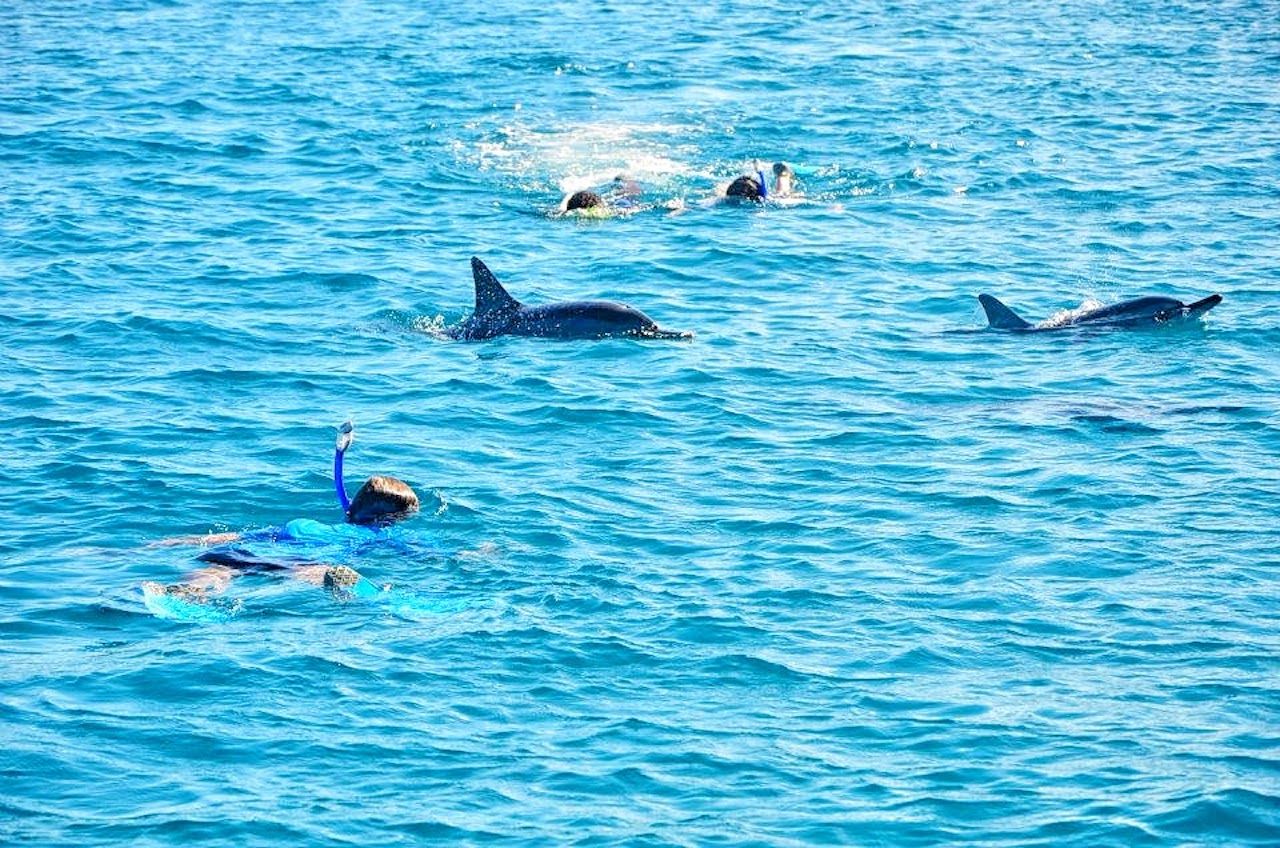 Mauritius: Wilde Delfinbegegnung mit Hoteltransfers