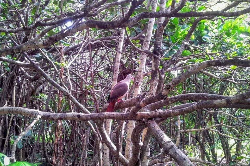 Mauritius Ile Aux Aigrettes Naturreservat Med Sejltur Getyourguide