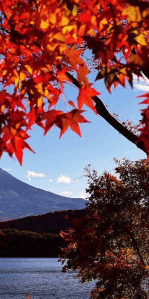 From Shinjuku: Mt. Fuji Panoramic Ropeway and Fruit Picking | GetYourGuide