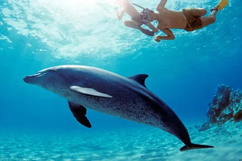 Hurghada: Delfinbeobachtungsfahrt, Schnorcheln & Mittagessen