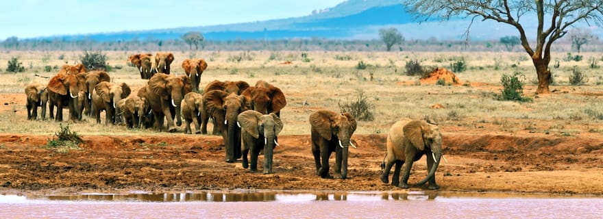 Excursion d'une journée dans le parc national de Tsavo East au départ du port de Malindi/Mombasa