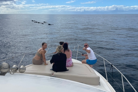 Las Galletas: Whale & Dolphin Watching Yacht Tour met transferTenerife: jachttocht om walvissen en dolfijnen te spotten met transfer