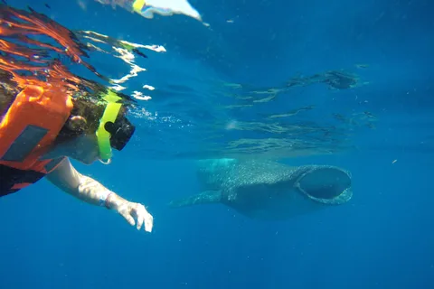 From Akumal: Whale Shark Tour