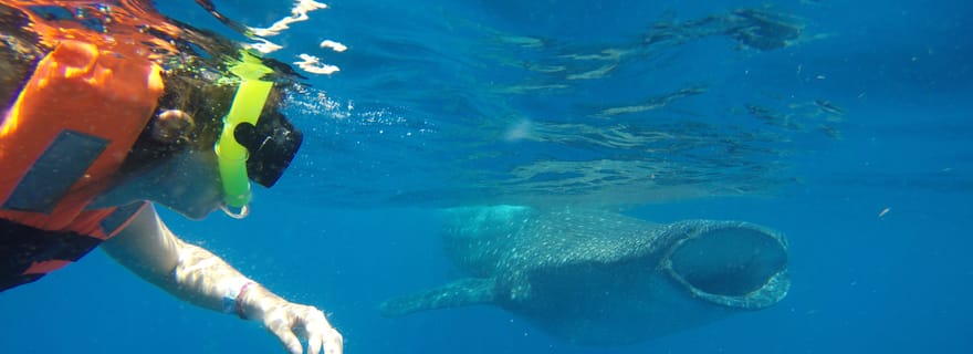 Au départ d'Akumal : Excursion au requin-baleine