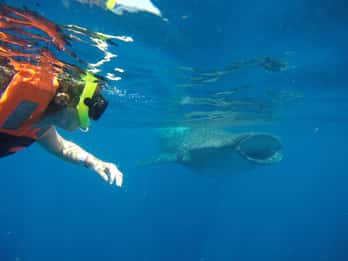 From Akumal: Whale Shark Tour