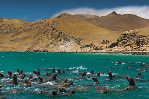 Ballestas-eilanden en Huacachina Tour