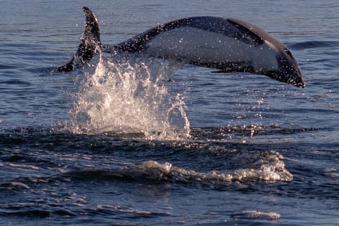 Punta Arenas: Delfin- und Wildtierbeobachtung