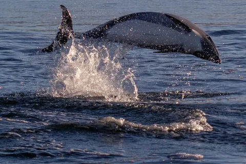 Punta Arenas: Osservazione dei delfini e della fauna selvatica