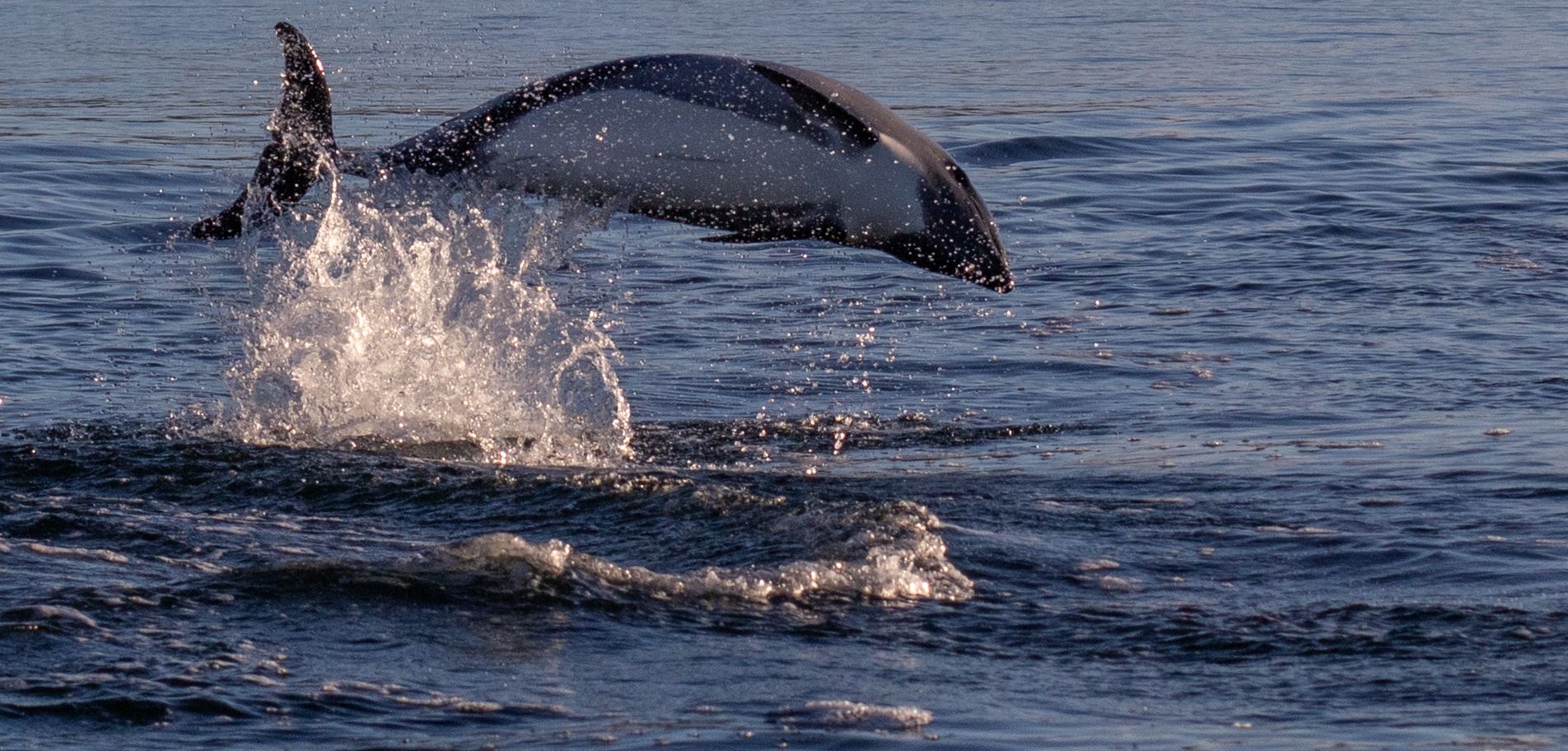 Punta Arenas: Delfin- und Wildtierbeobachtung