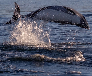 Punta Arenas: Dolfijnen en wilde dieren kijken