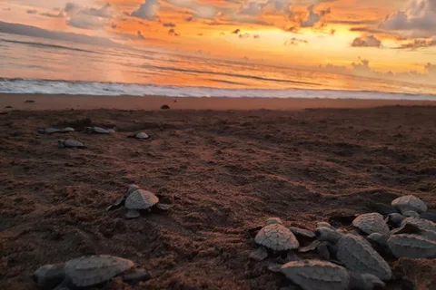 Puerto Vallarta : Libération de tortues de mer au coucher du soleil