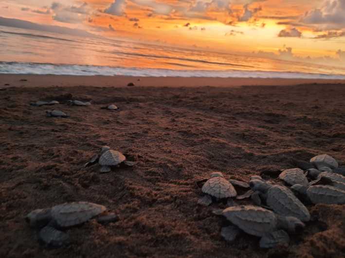 Puerto Vallarta: Eliberarea broaștelor țestoase de mare la Sunset