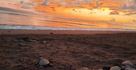 Puerto Vallarta: Sea turtle release at Sunset