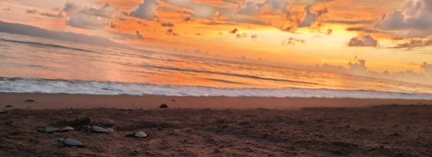 Puerto Vallarta : Libération de tortues de mer au coucher du soleil