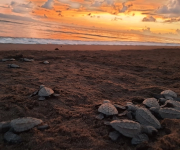 Puerto Vallarta: Sea turtle release at Sunset