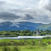 Killarney National Park Jaunting Car Tour