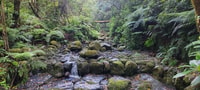Caldeirão Verde Levada, Roundtrip Transfer & Hike - Housity