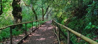 Caldeirão Verde Levada, Roundtrip Transfer & Hike - Housity