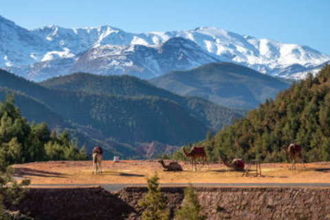 Escursione di un gruppo nella Valle dell&#039;Ourika da MarrakechGita di un giorno nella valle dell&#039;Ourika da Marrakech con un gruppo