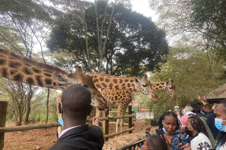 Visita al Centro de Jirafas y Bomas de Kenia