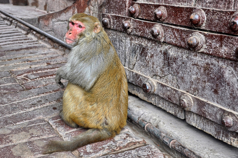 Van Taj naar Jodhpur Een 7-daags Indiaas avontuurTour zonder hotelaccommodatie