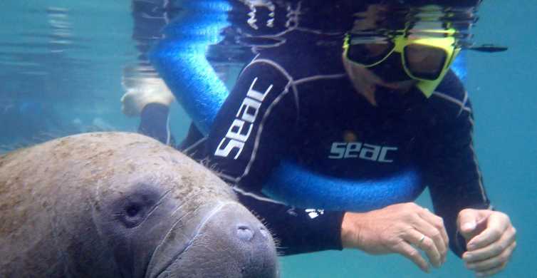 Crystal River Florida Scuba Diving and Manatee Tours - Florida Vacation  Travel Guide 