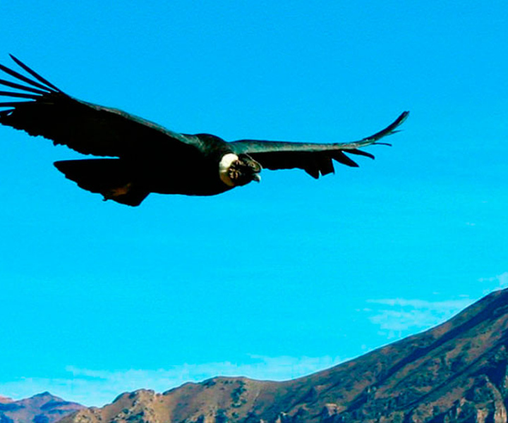 Visit peru in 14 days: Lima,Huacachina,Cusco, Puno, Arequipa