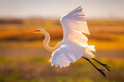 Savannah: Sunset Dolphin Watching Eco Tour by Boat