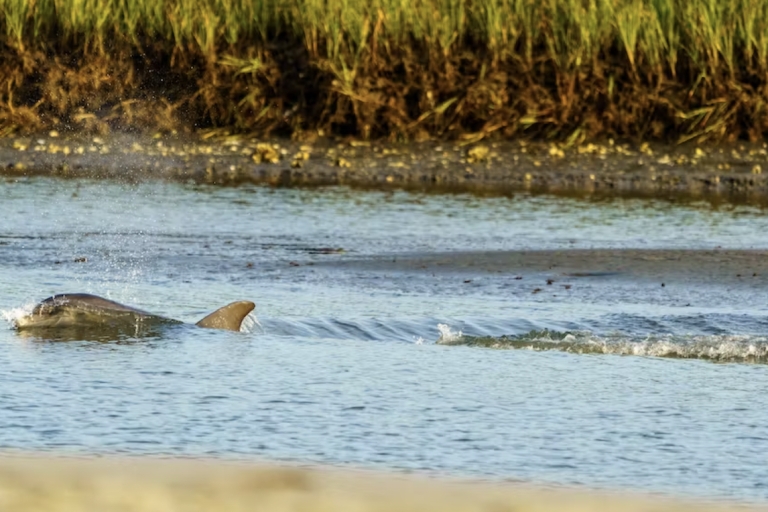 Savannah: Excursión ecológica con delfines al atardecer