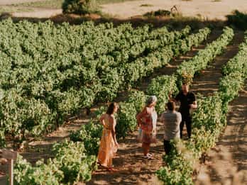 Milos Island: Kostantakis Winery Wine Tasting Experience