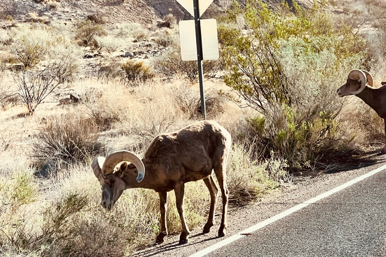 Valley of Fire VIP Small Group Tour From Las Vegas
