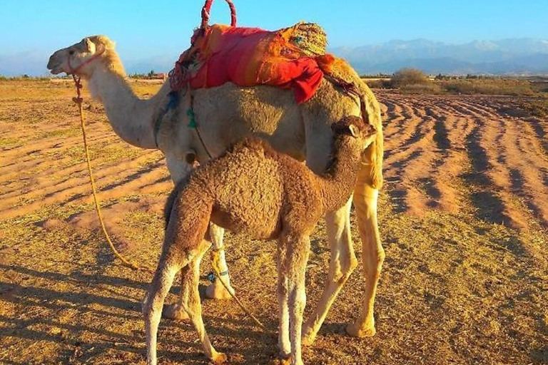 Jantar romântico e passeio de camelo no deserto de Agafay